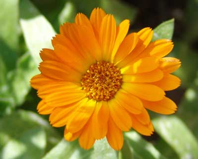 Calendula oil Manufacturer Supplier Wholesale Exporter Importer Buyer Trader Retailer in Kannauj Uttar Pradesh India